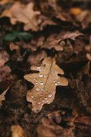 herfst eik blad met regendruppels. november nat herfst blad foto