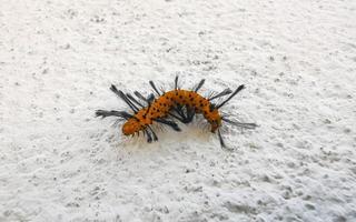 mooi oranje tropisch rups- Aan een wit muur in Mexico. foto