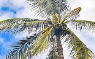 tropisch natuurlijk palm boom kokosnoten blauw lucht in Mexico. foto