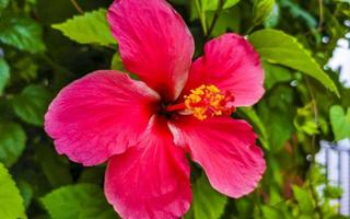 rood mooi hibiscus bloem struik boom fabriek in Mexico. foto