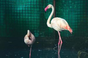 deze is een foto van een flamingo's Bij de dierentuin. f