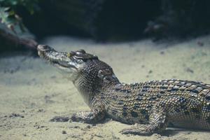 deze is een foto van een estuariene krokodil met de Latijns naam crocordilus porosus in de dierentuin.