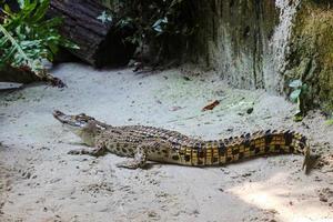 deze is een foto van een estuariene krokodil met de Latijns naam crocordilus porosus in de dierentuin.