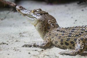 deze is een foto van een estuariene krokodil met de Latijns naam crocordilus porosus in de dierentuin.