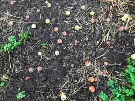 appels liggen Aan de verkoudheid zwart grond. verrot, rijp, groen en rood appels viel van de boom. herfst oogst. appel opgeslagen. de boom schuur haar fruit ten gevolge naar de gewicht en wind foto