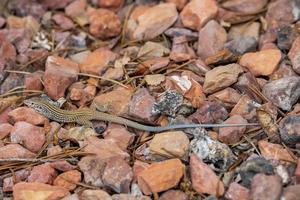 hoog hoek detailopname van hagedis Aan bruin rotsen foto