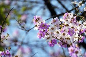 bloemen van een perzikboom in de lente foto