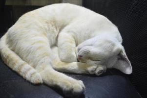 geel wit kat slapen focus Aan een kant van haar gezicht foto