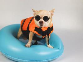 schattig bruin kort haar chihuahua hond dragen van een zonnebril en oranje reddingsvest of reddingsvest staande in blauwe zwemmen ring, geïsoleerd op een witte achtergrond. foto