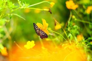 wazig vlinder Aan oranje kosmos bloem in tuin foto