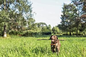 een gelukkig hond ophalen een groot stok foto