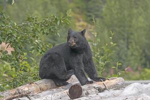 zwart beer Aan een log stapel in Alaska foto