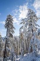 bomen onder de sneeuw foto