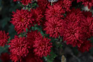 boeket van rood chrysanten gevangen in een lokaal tuin in laat herfst foto