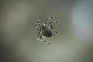 kruis spin kruipen Aan een spin draad. halloween schrik. een nuttig jager tussen foto
