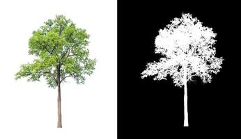 boom geïsoleerd Aan een wit achtergrond met knipsel pad en alpha kanaal foto