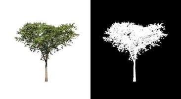boom geïsoleerd Aan een wit achtergrond met knipsel pad en alpha kanaal foto