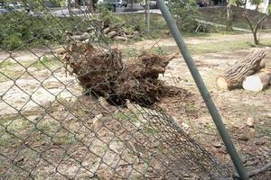 Brazilië, Brazilië, november 11 2022 een boom dat was ontworteld en viel naar beneden gedurende een windstorm in olhos de agua park in Brazilië, en was gezaagd omhoog naar worden verwijderd foto