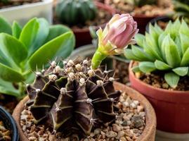 knop van gymnocalycium cactus bloem foto