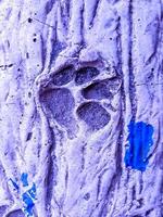 kat voetafdrukken Aan cement concreet, met blauw achtergrond. foto