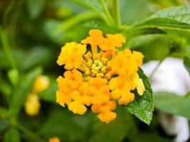 geel lantana is een type van bloeiend fabriek van de verbenaceae familie afkomstig van de tropen van centraal en zuiden Amerika. lantana camera. macro geel bloem detailopname. in een openbaar park. foto