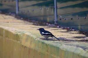 oosters ekster Robin in een park foto