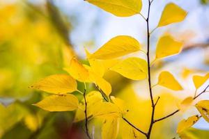 mooi bladeren in herfst zonnig dag abstract wazig achtergrond. detailopname seizoensgebonden natuur gebladerte. artistiek avond buitenshuis vallen concept. zon stralen zacht zonlicht, gouden geel boom. foto