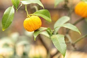 rijp citroen fruit Aan een Afdeling in de tuin. oogst concept foto