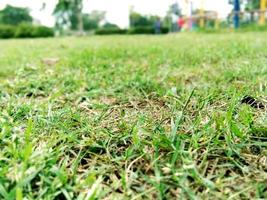 Closup afbeelding van groen gras foto