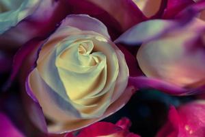 close-up van rozen foto
