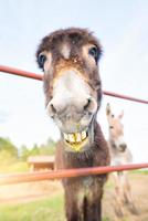 een glimlachen ezel met een groen vloeistof mond foto