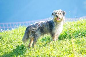 bergamask herder hond in de weide controles de koeien foto