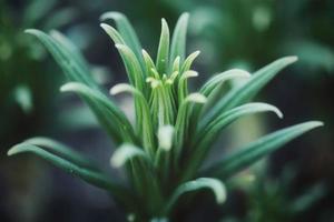 close-up van lommerrijke groene plant