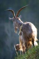 begrazing geit met groot hoorns foto