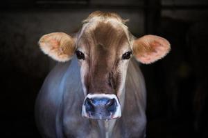 koe Aan boerderij ras alpine bruin foto