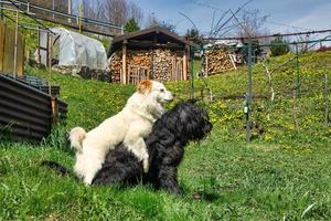 mannetje hond mounts een ander mannetje hond naar demonstreren dominantie foto