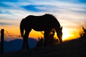 paard aan het eten in de weide Bij zonsondergang foto