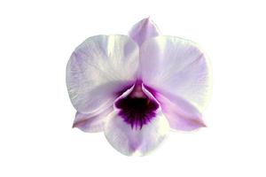 geïsoleerde witte orchideebloem foto