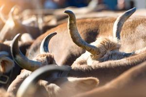 hoorns van koeien in een runderen eerlijk foto