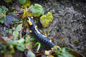 salamander Aan Italiaans Alpen foto