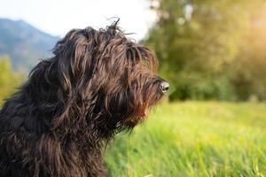 herder hond in de weiland begrazing de koeien van ver foto