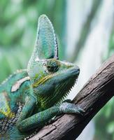 close-up van een kameleon op een tak foto