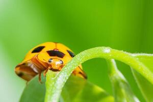 macro geel lieveheersbeestje in aard groene achtergrond foto