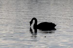 silhouet van een zwaan op het water