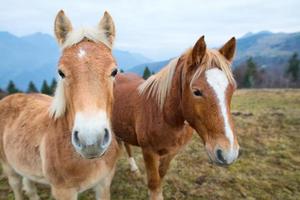 twee paarden in de weide foto