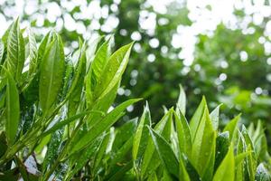 groen bladeren van een struik in regendruppels, Aan een wazig achtergrond van een boom. foto