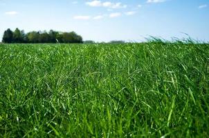 veld- met weelderig groen gras, tegen een blauw lucht en een boom, Aan een voorjaar dag. foto