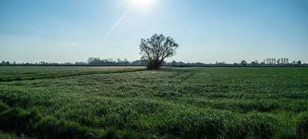veld- met groen vers gras en een boom, tegen een blauw lucht, Aan een zonnig dag. mooi landelijk landschap. foto