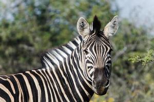 zebra portret, zuiden Afrika foto