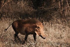 wrattenzwijn, zuiden Afrika foto